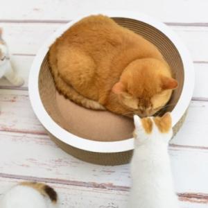 [캣온] 캣퍼니쳐/50-11cm (라쿠프/550.011)