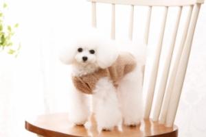 【매장】[펫디자인] 눈강아지 뽀글이 조끼 (베이지/A344)