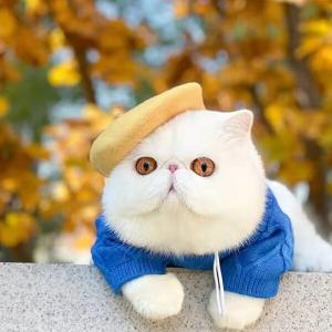 【매장】파스텔 베레모 모자 강아지 악세사리 고양이 겨울