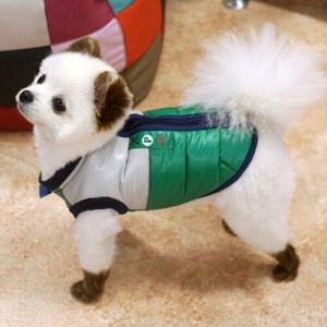 [패리스독] 싸인램프패딩 (그린)