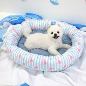 [패리스독]고래쿨 양면베드