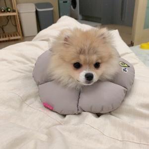 [패리스독] 꿀잠카라