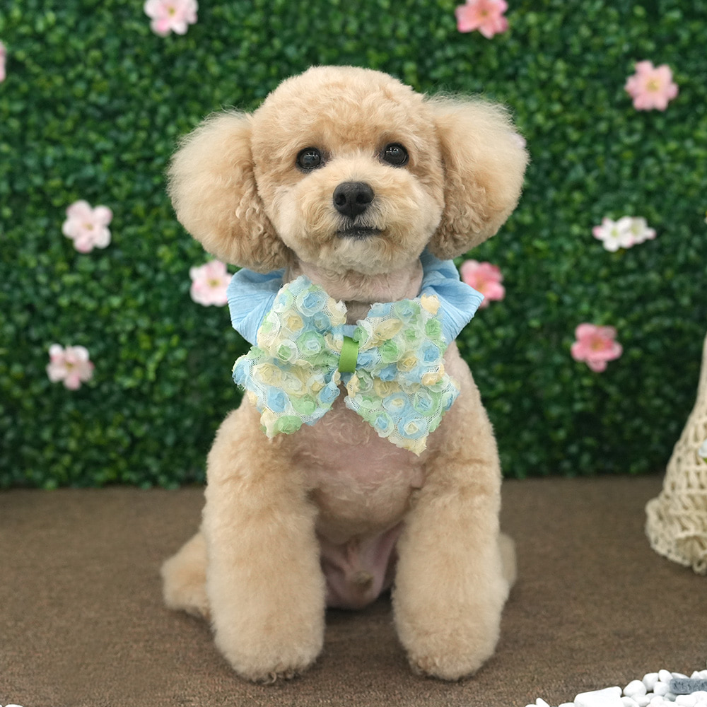 [패리스독] 러블리펫스크런치