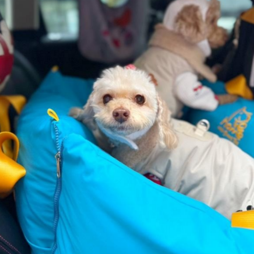 [스윗테일] 핸드메이드 강아지카시트 올라운드 아쿠아블루