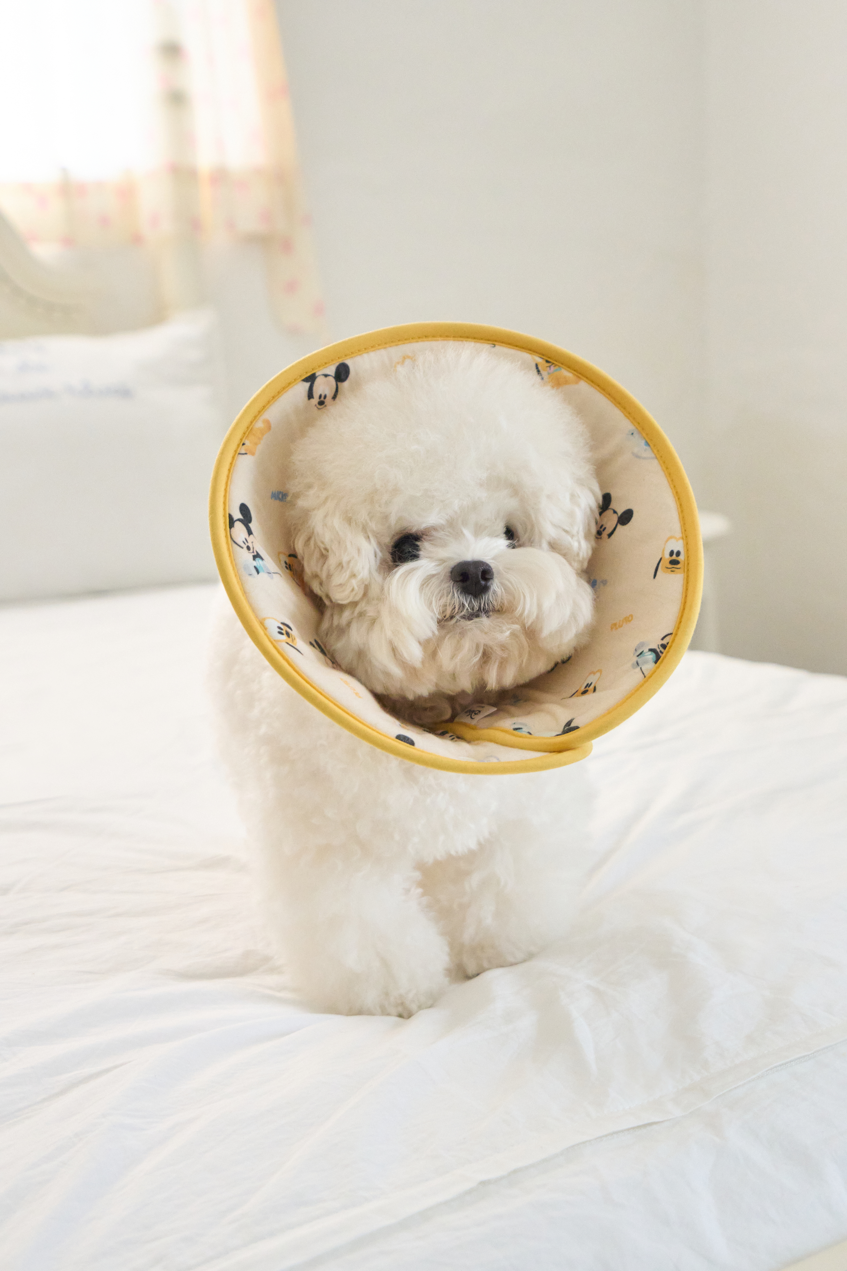 디즈니 버디 소프트 넥카라 옐로우 S M L