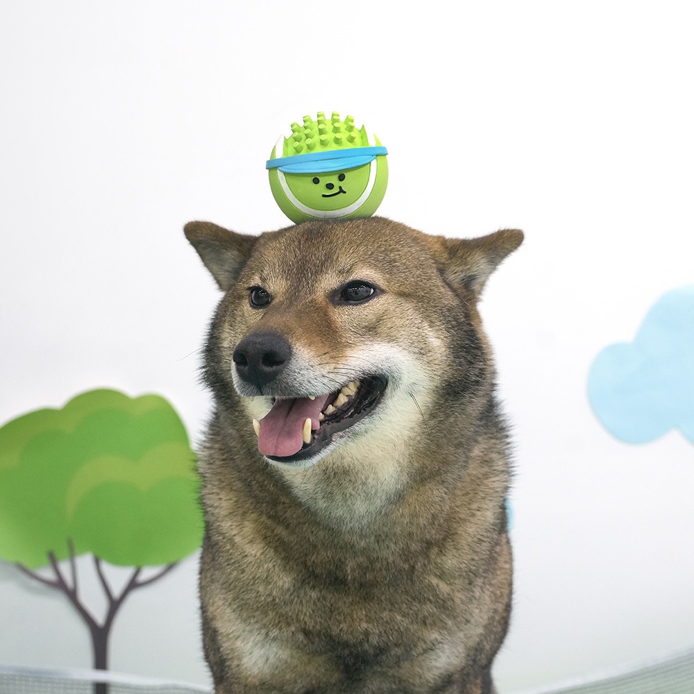 [패리스독] 미디움볼보이라텍스토이 [1팩단위/6EA]