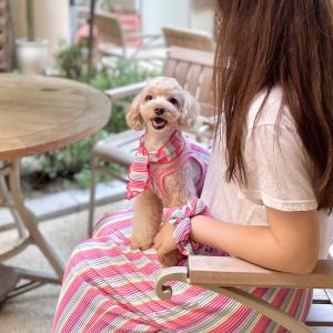 레인보우 스카프 & 스크런치 강아지 고양이 악세서리
